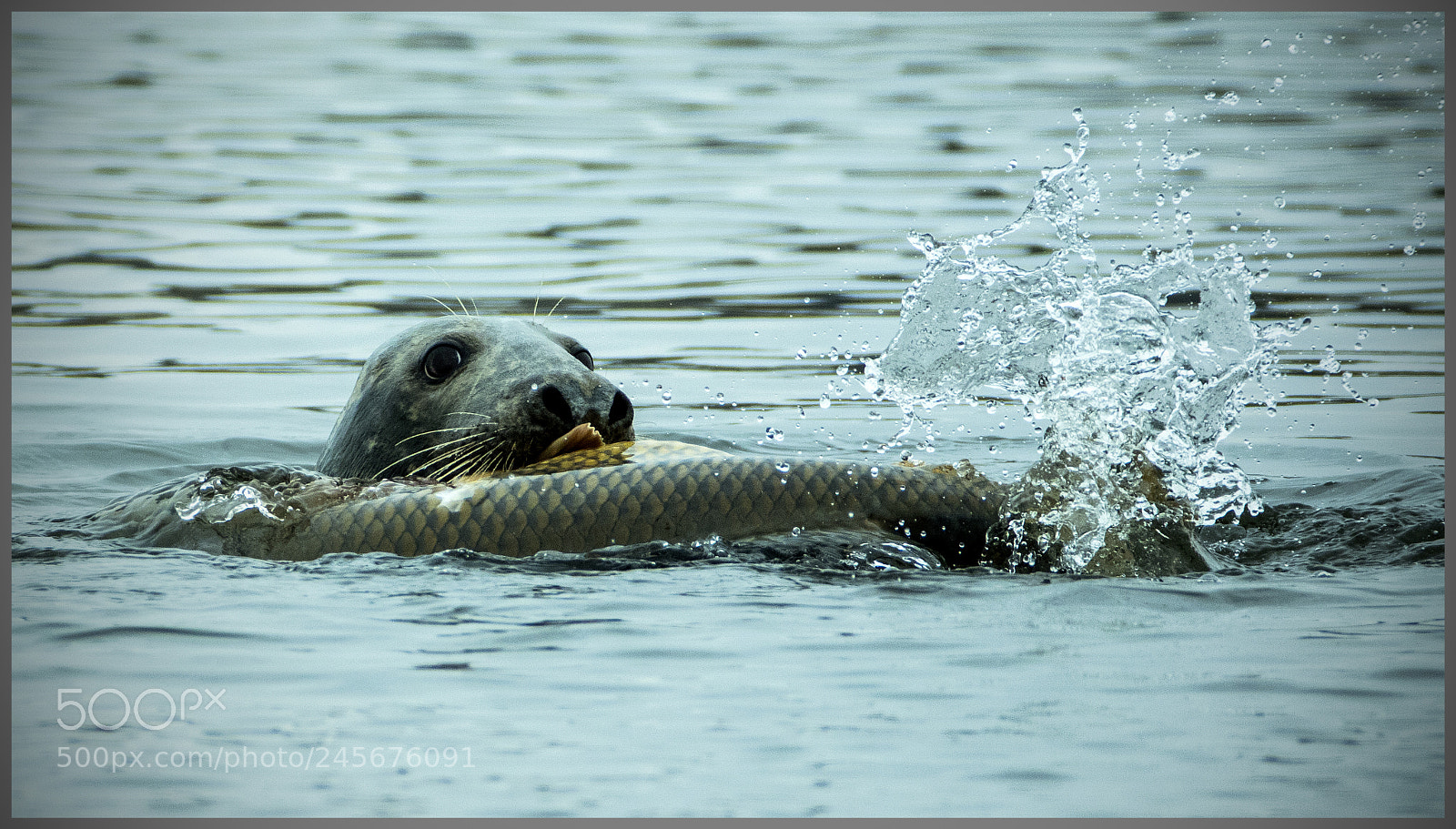 Canon EOS 7D Mark II sample photo. Fa photography