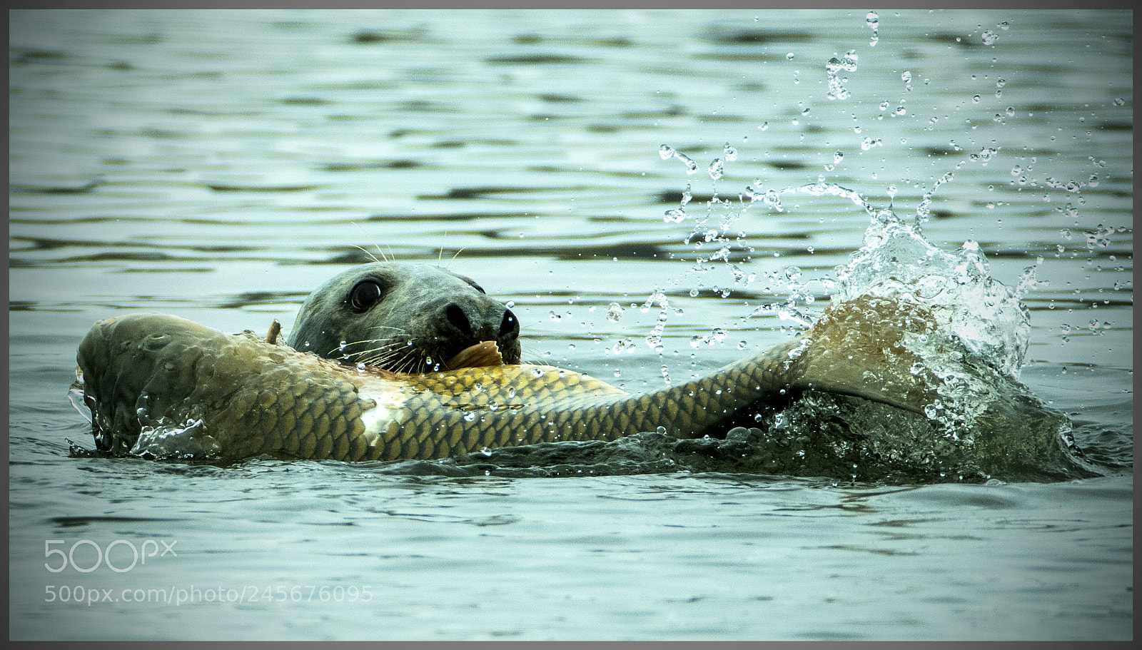 Canon EOS 7D Mark II sample photo. Fa photography