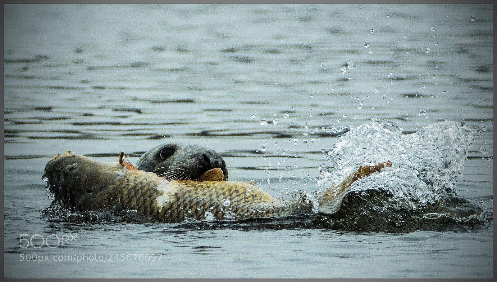 Canon EOS 7D Mark II sample photo. Fa photography