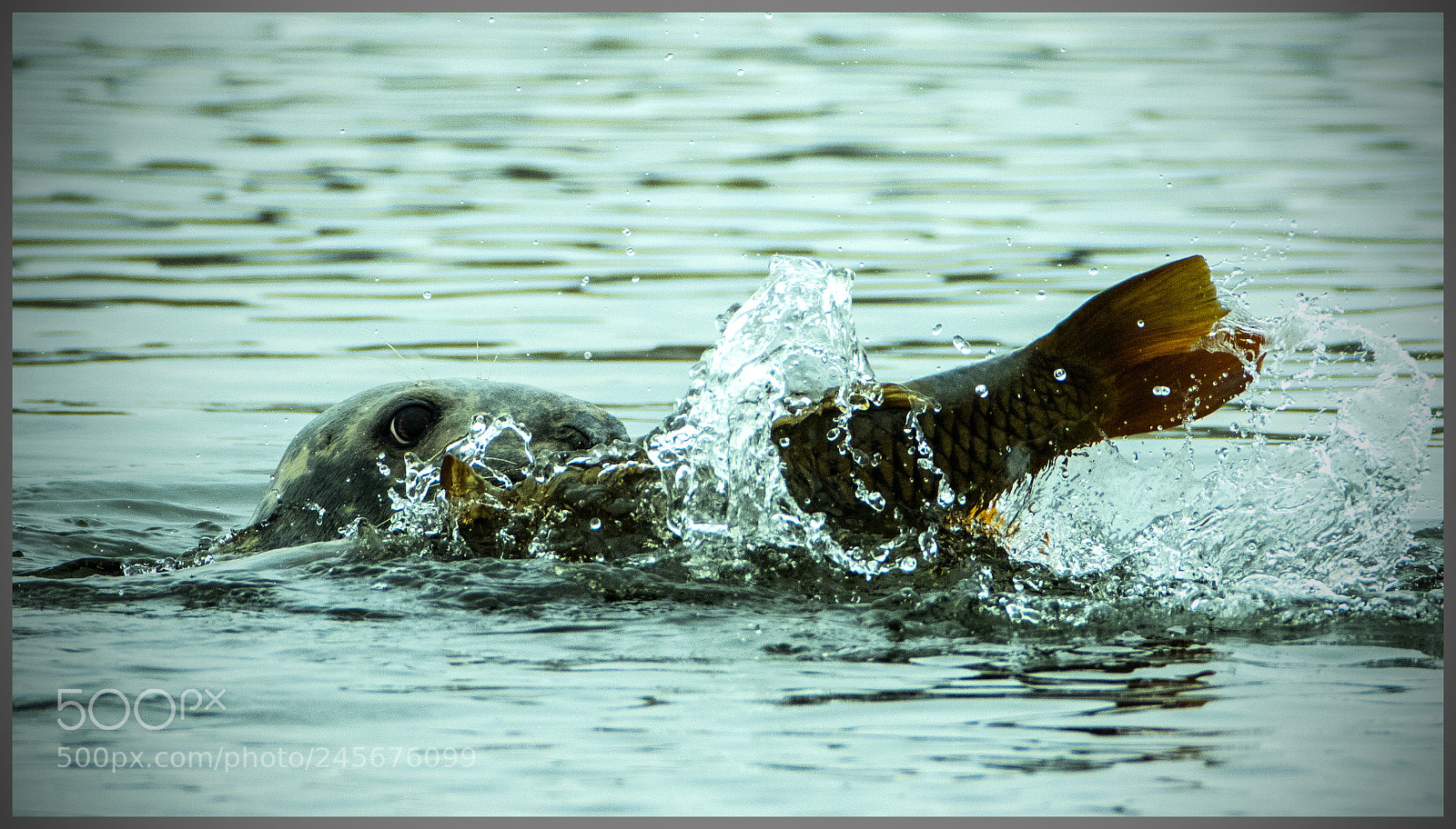 Canon EOS 7D Mark II sample photo. Fa photography