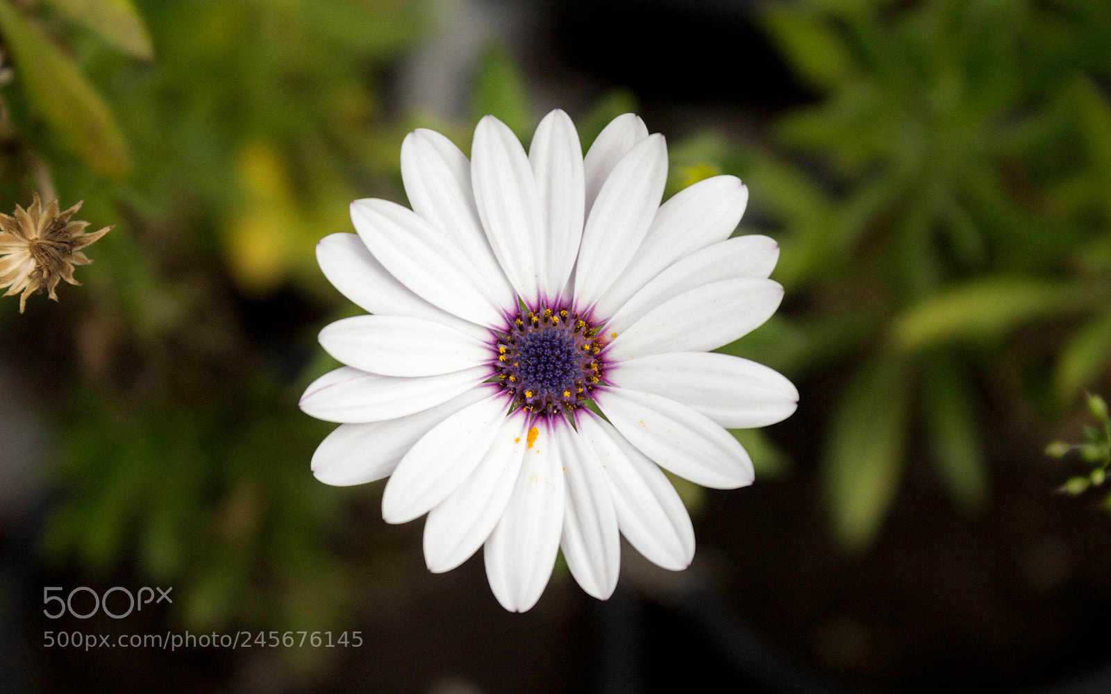 Canon EOS 1200D (EOS Rebel T5 / EOS Kiss X70 / EOS Hi) sample photo. Pure photography