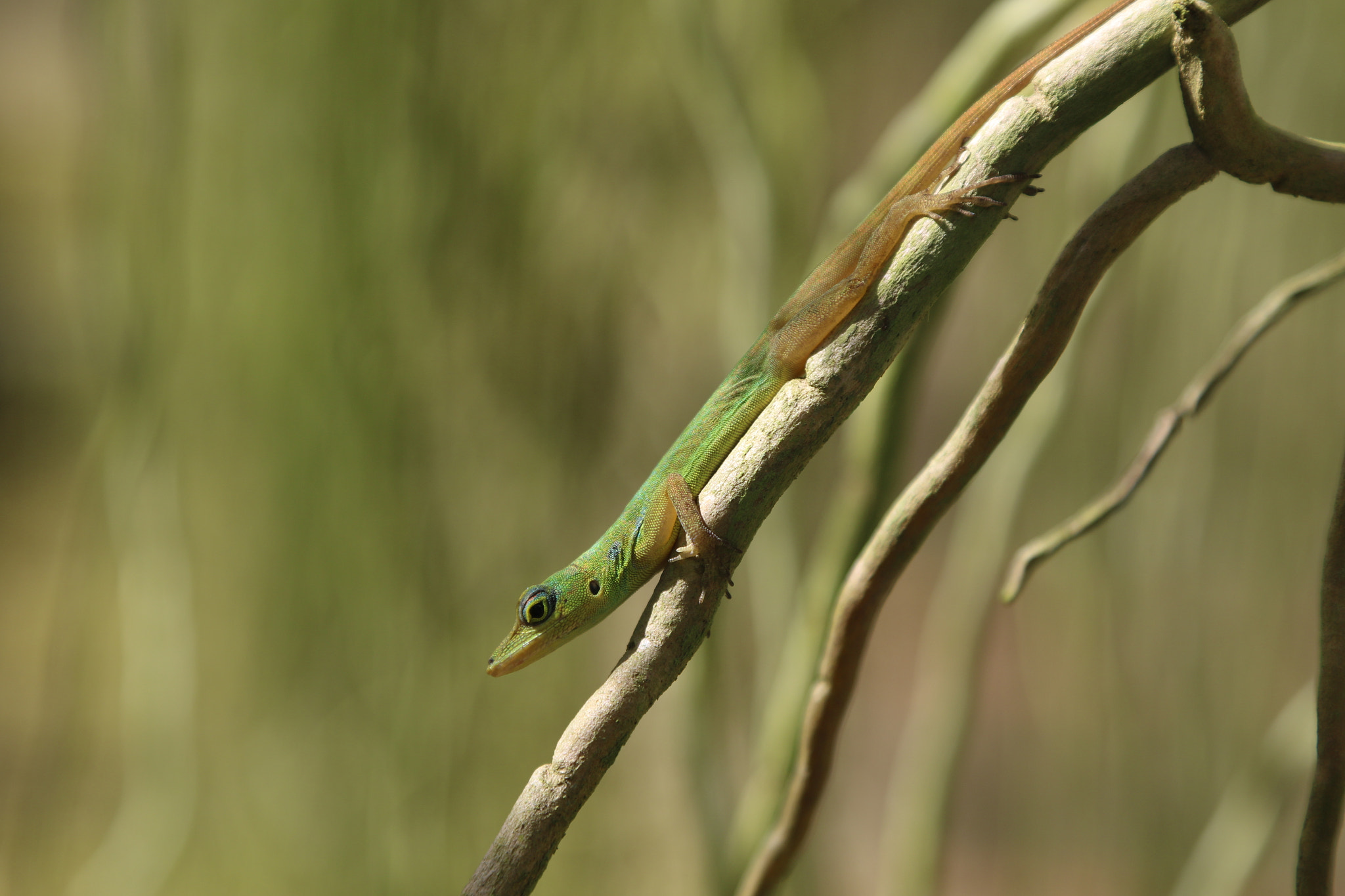Canon EF 24-105mm F4L IS USM sample photo. Green lizard photography