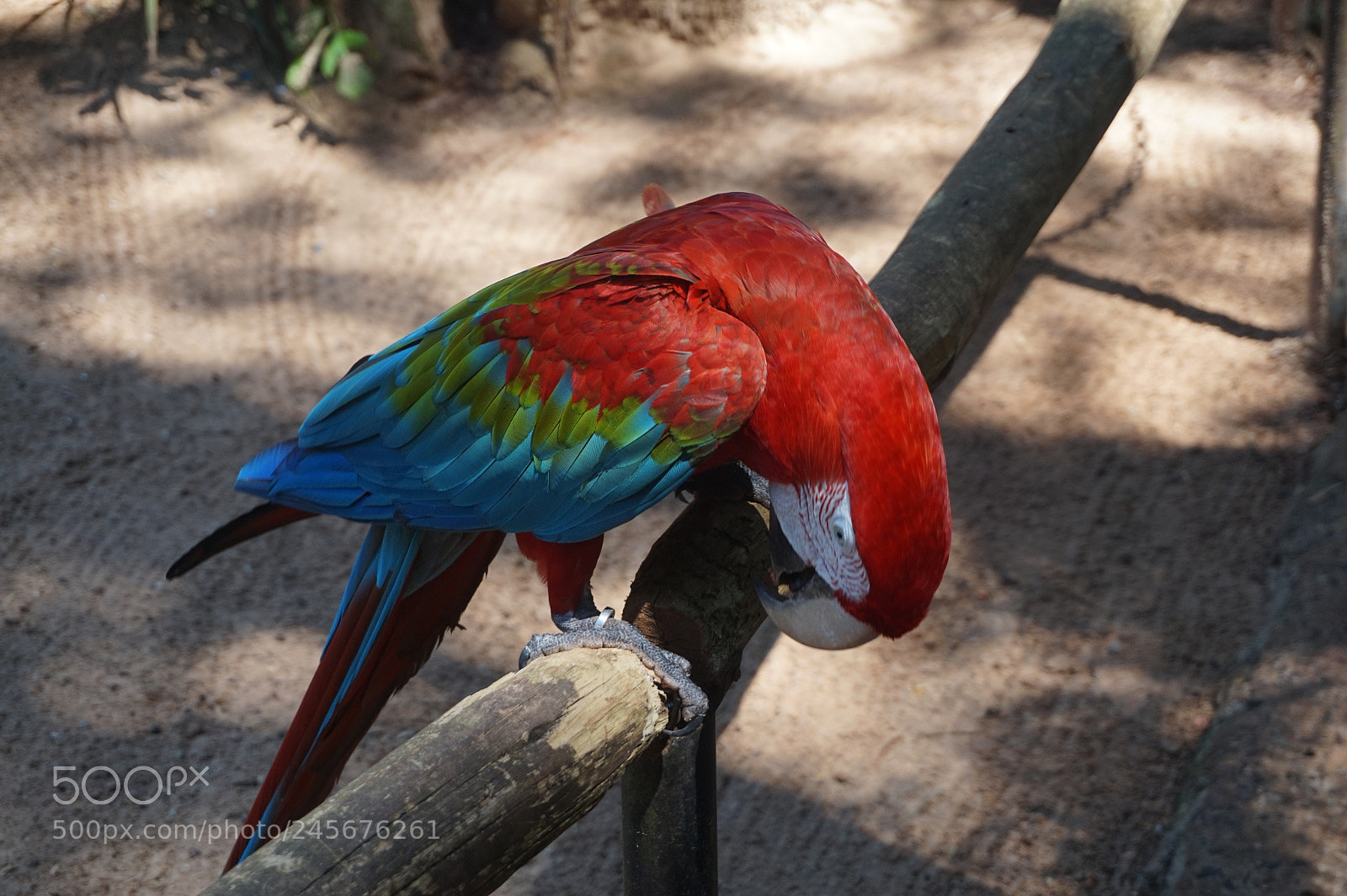 Sony Alpha a5000 (ILCE 5000) sample photo. Parrot at igua u photography