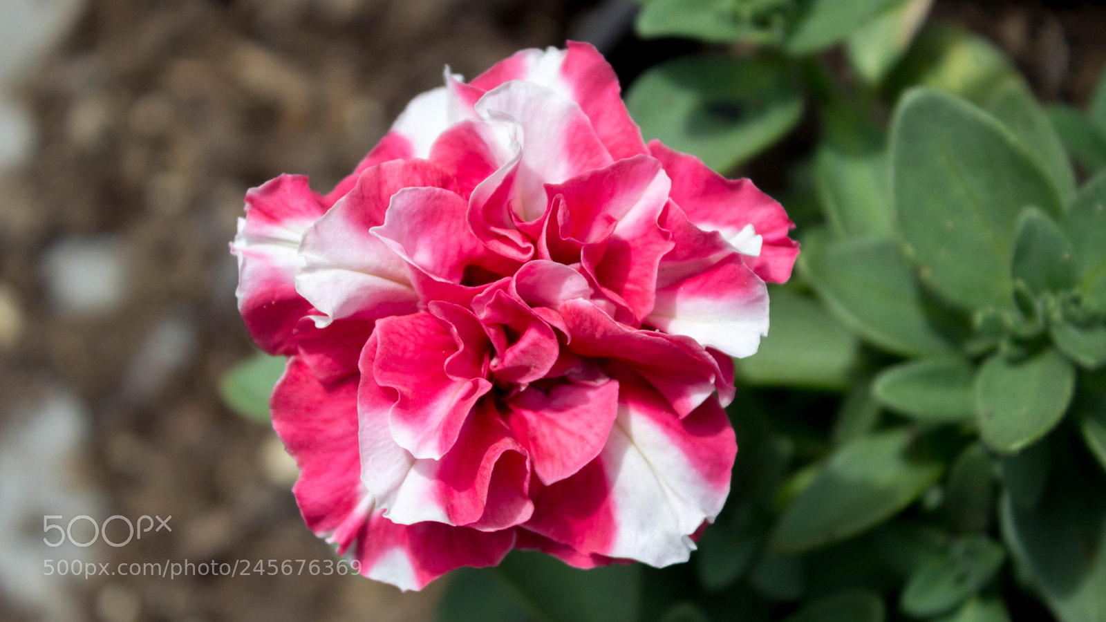 Canon EOS 1200D (EOS Rebel T5 / EOS Kiss X70 / EOS Hi) sample photo. Soft mixed photography