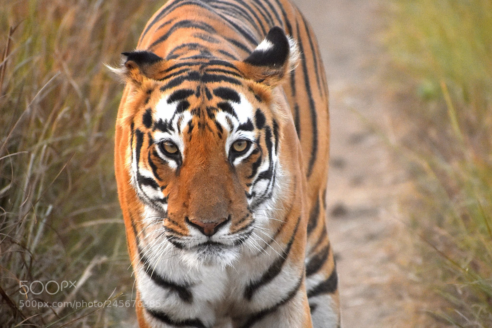 Nikon D7200 sample photo. Eye contact photography