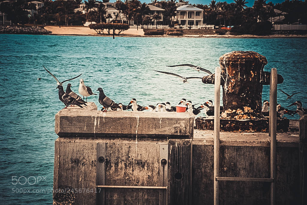Nikon D7200 sample photo. Everybody is chilling.. photography