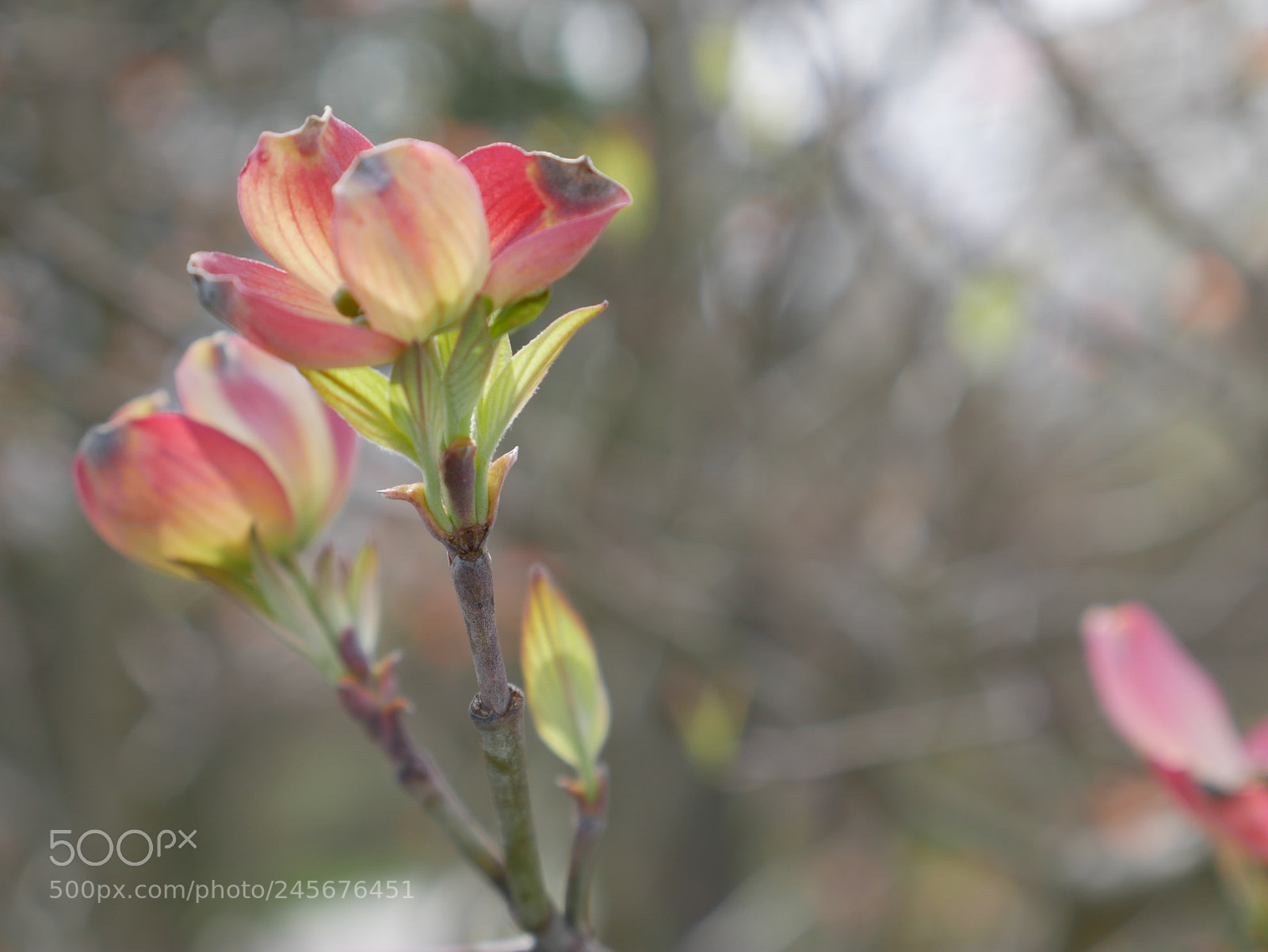 Panasonic Lumix DMC-G7 sample photo. Flowers photography