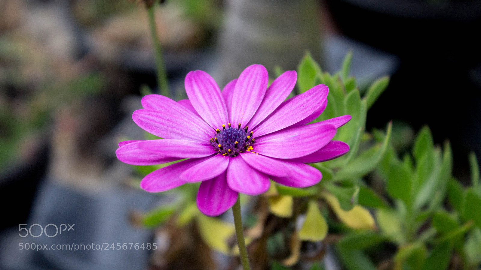 Canon EOS 1200D (EOS Rebel T5 / EOS Kiss X70 / EOS Hi) sample photo. Purple less photography