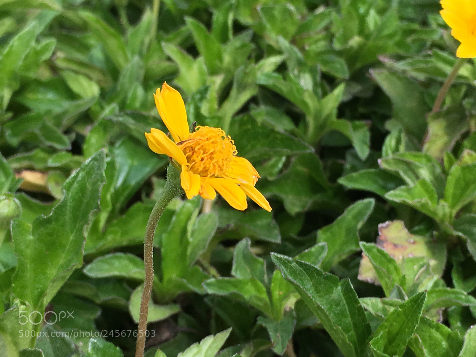 Apple iPhone SE sample photo. Garden photography photography