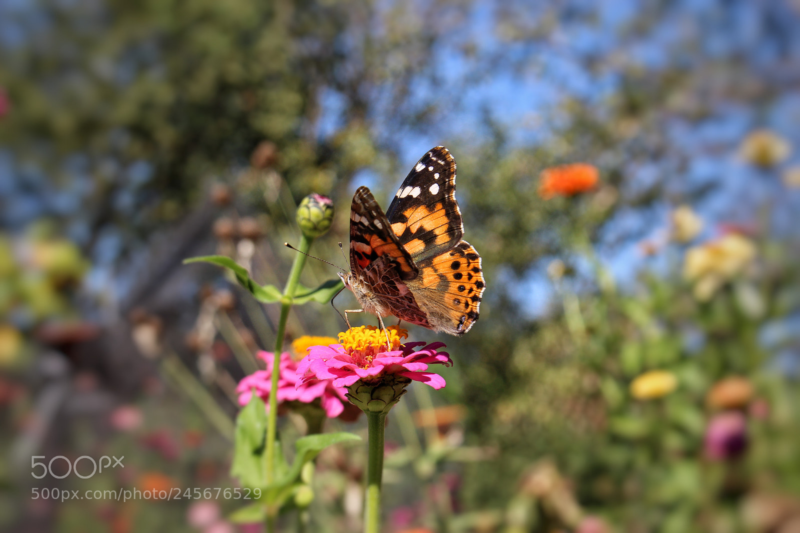 Canon EOS 700D (EOS Rebel T5i / EOS Kiss X7i) sample photo. Butterfly photography