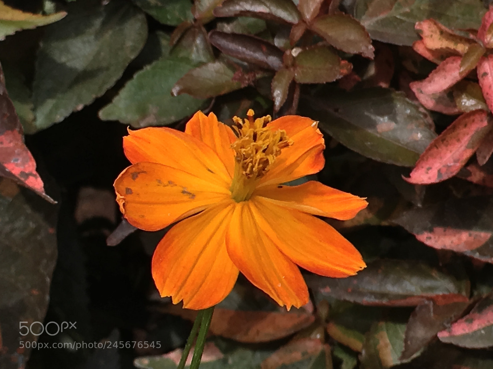 Apple iPhone SE sample photo. Garden photography photography