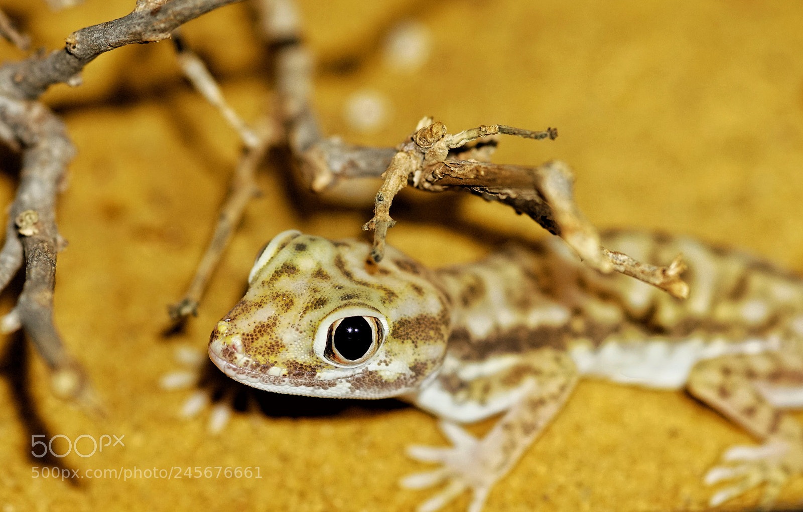 Sony a6300 sample photo. Stenodactylus petrii photography