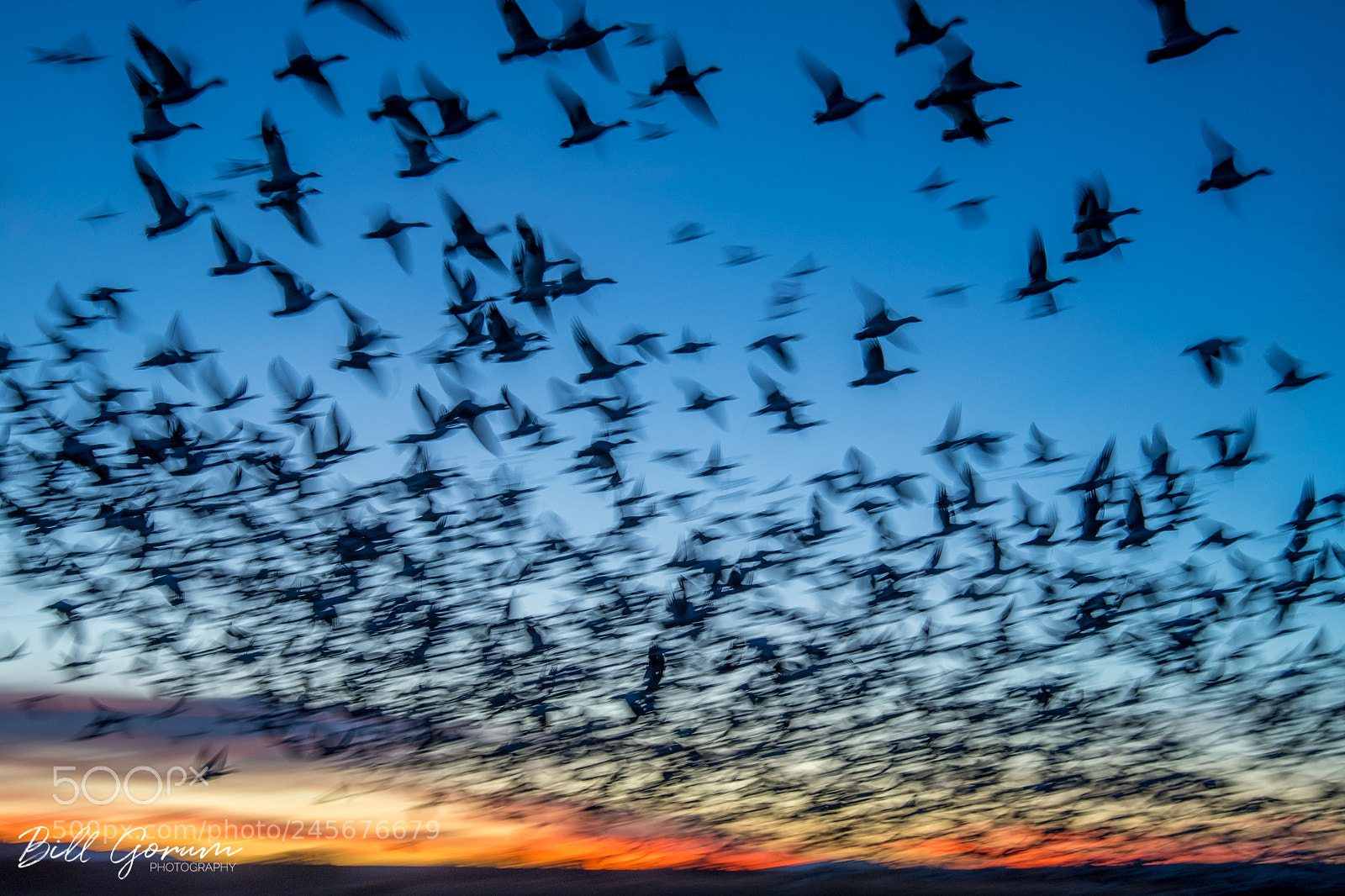 Nikon D500 sample photo. Snow geese flying in photography