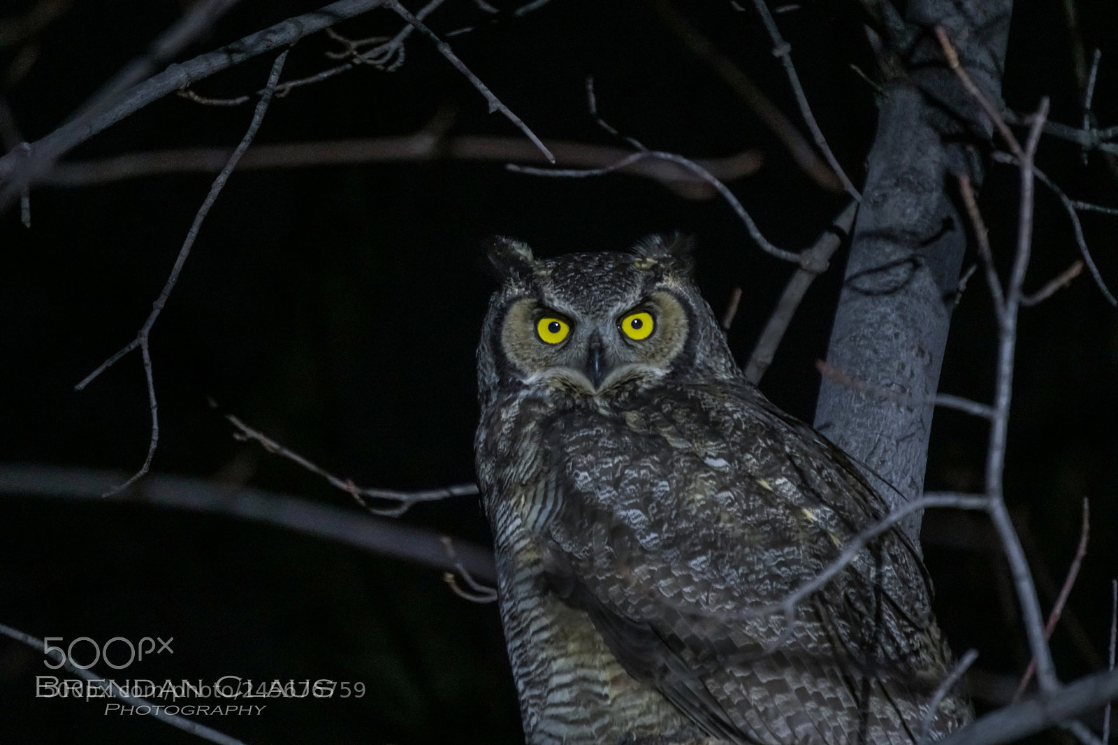 Sony a6300 sample photo. Owl photography