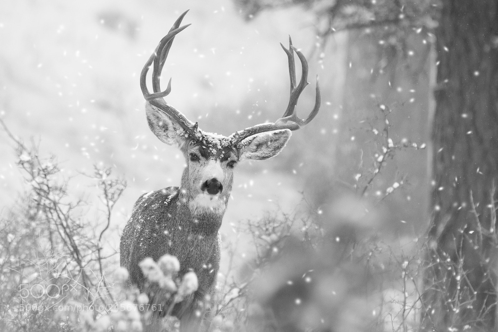 Nikon D500 sample photo. Winter morning photography