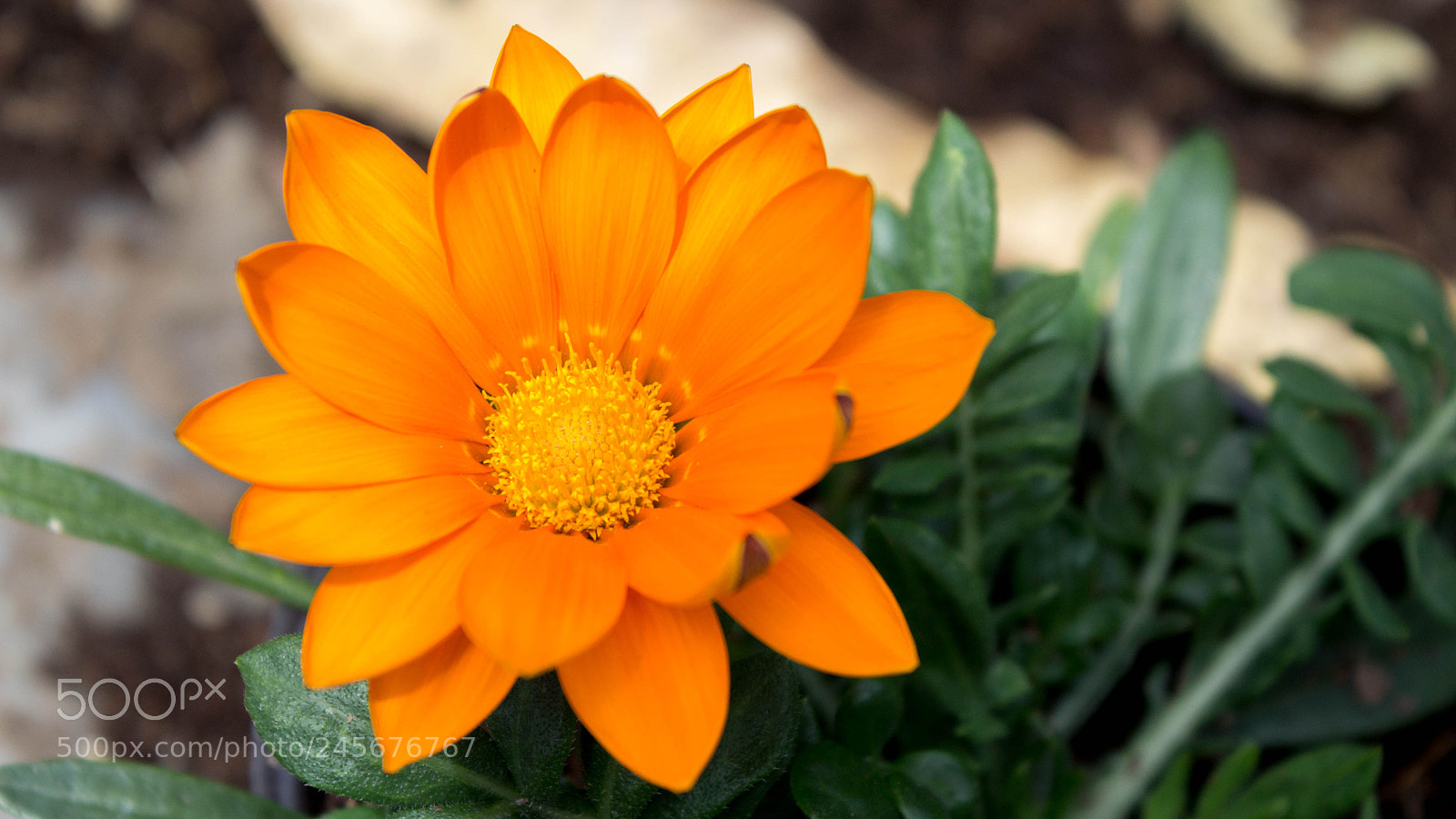 Canon EOS 1200D (EOS Rebel T5 / EOS Kiss X70 / EOS Hi) sample photo. Almost orange photography