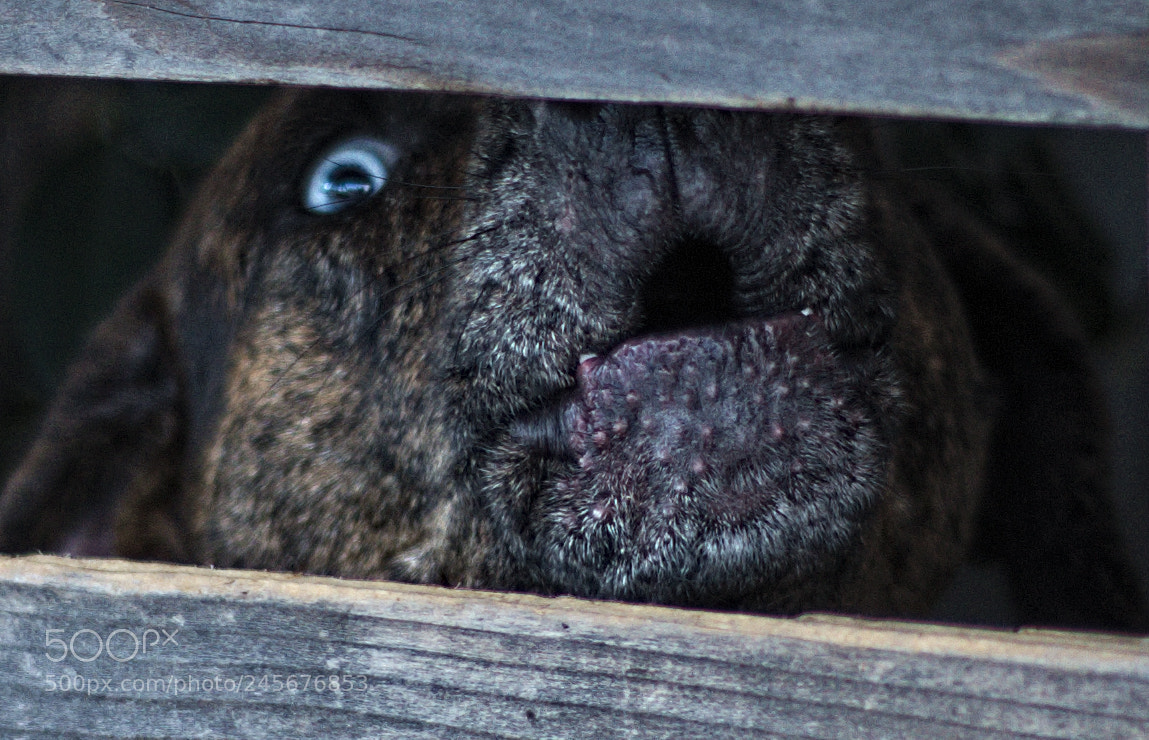 Nikon D600 sample photo. Howl photography