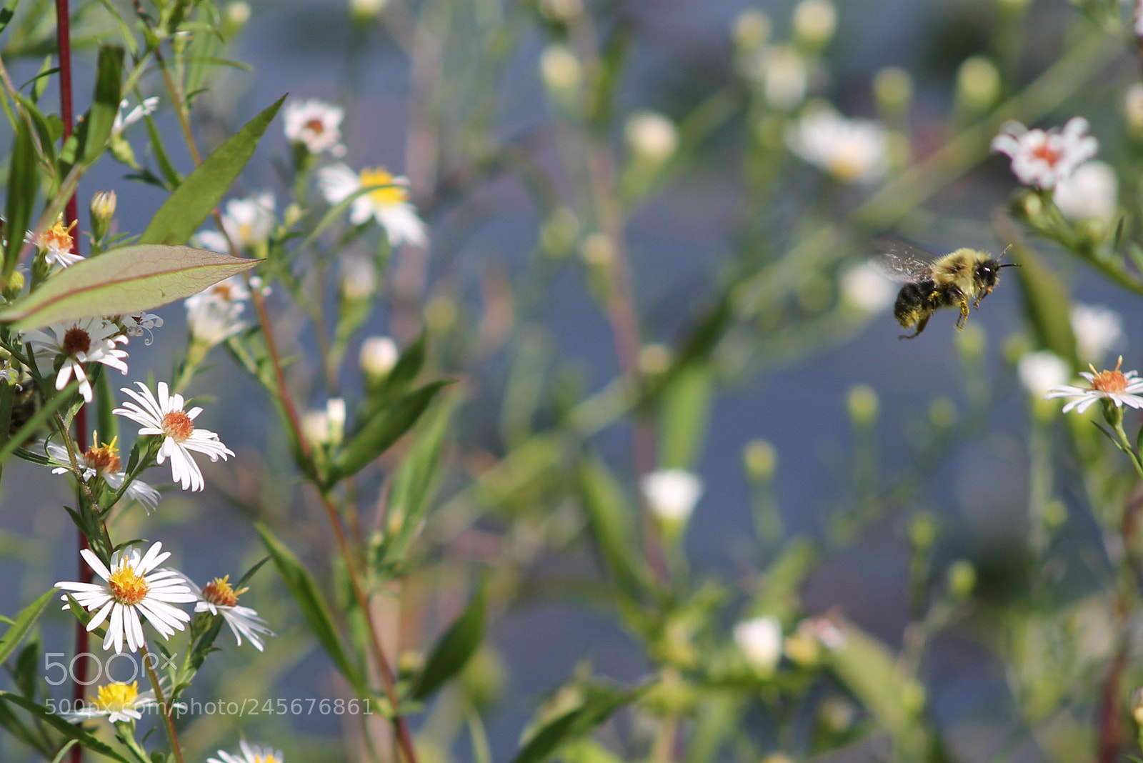 Canon EOS 1100D (EOS Rebel T3 / EOS Kiss X50) sample photo. Honey bee photography