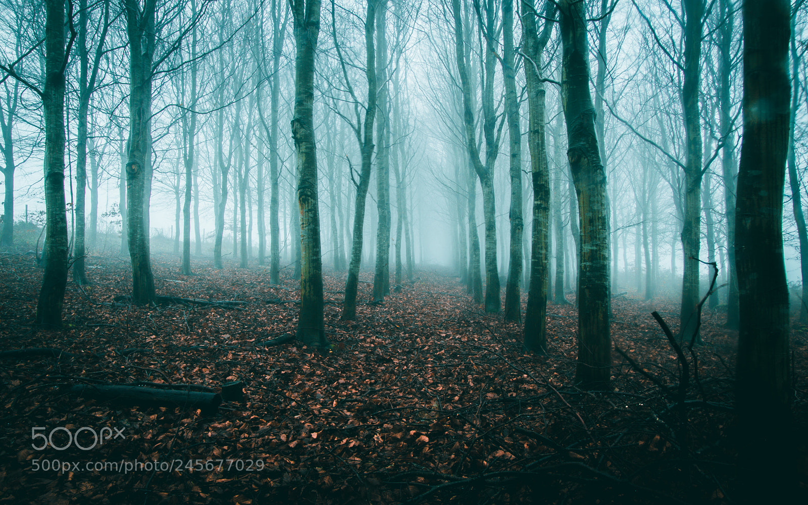 Nikon D3200 sample photo. Alone in the woods photography