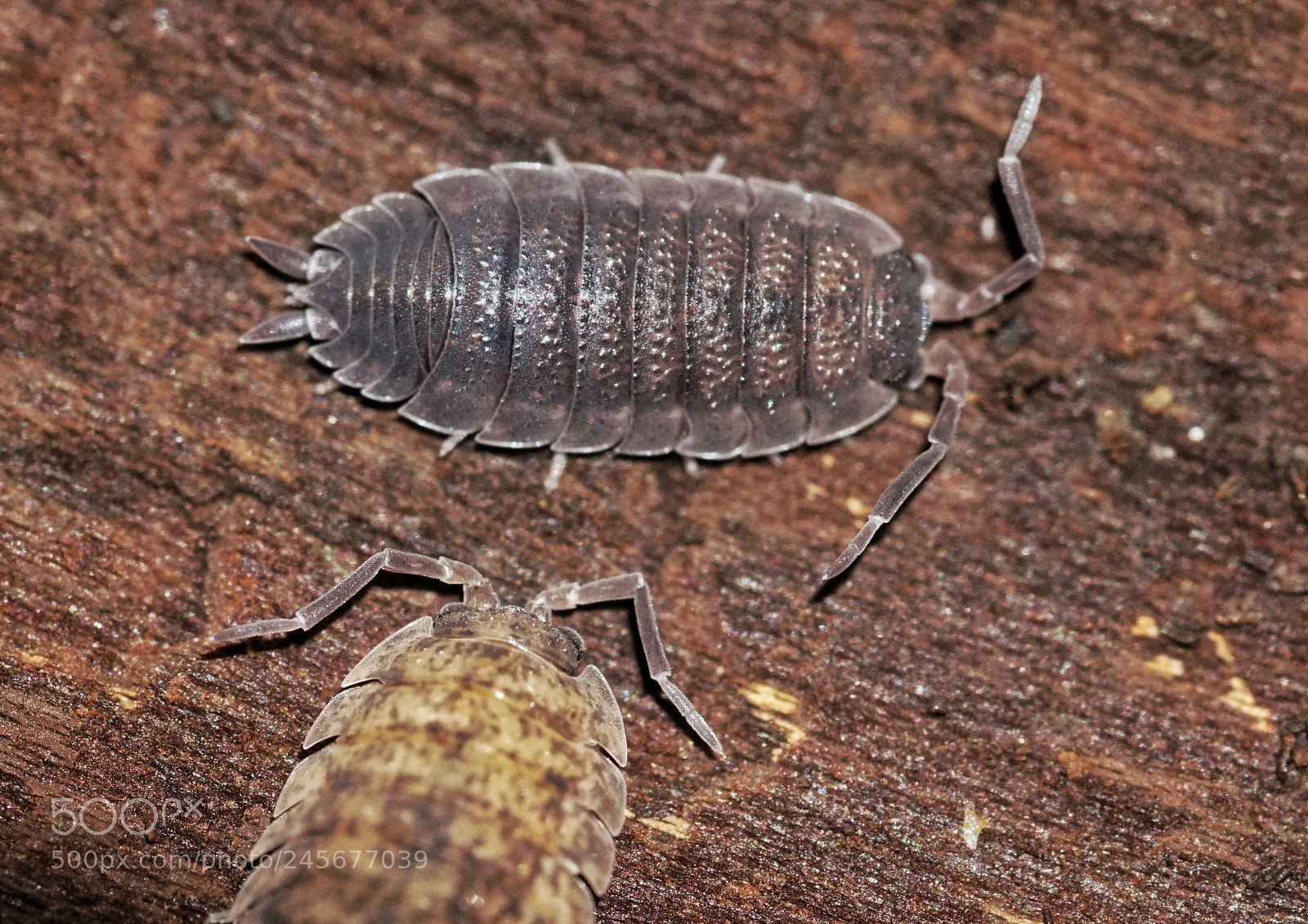 Sony a6300 sample photo. Porcellio scaber both morphs photography