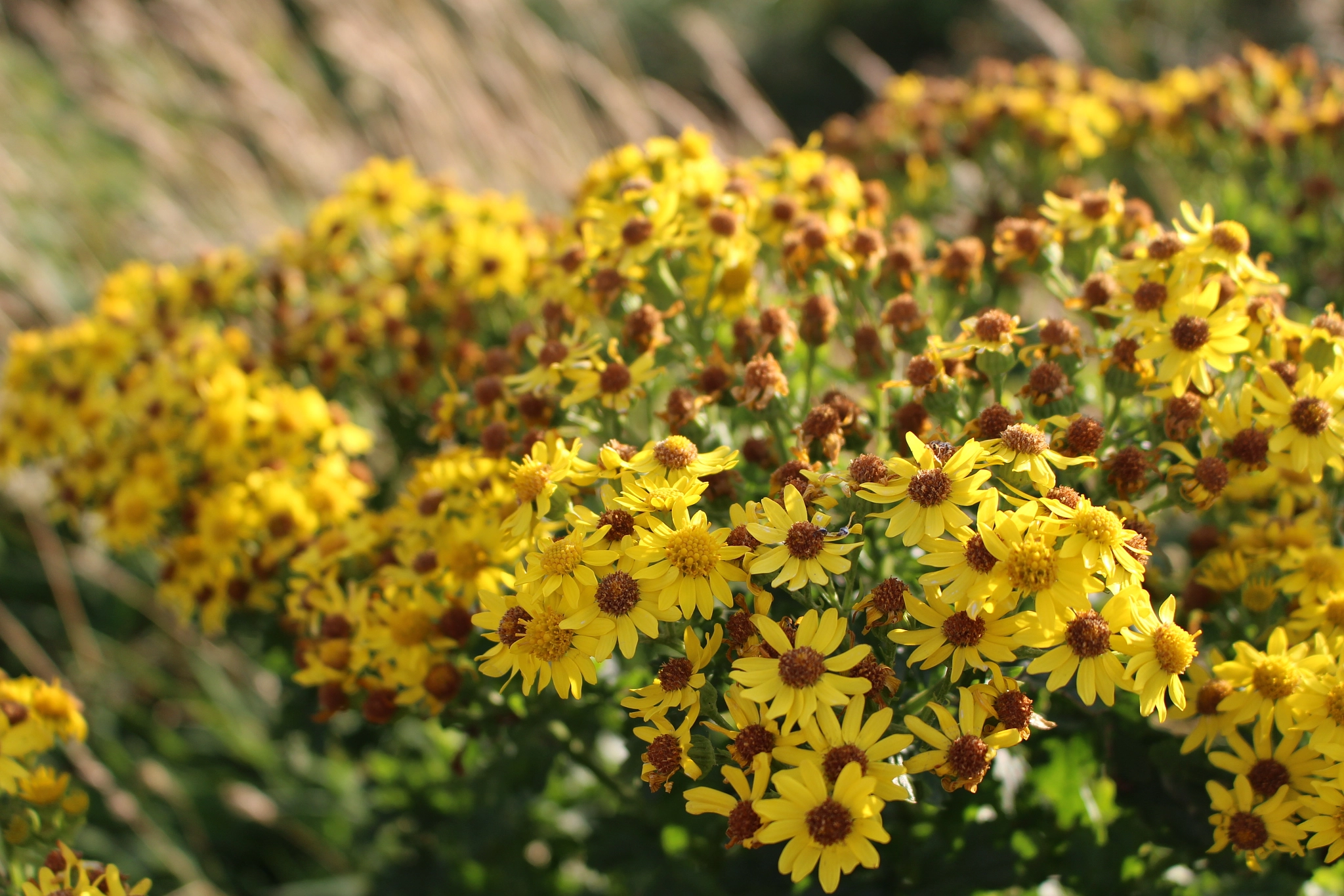 Canon EOS 100D (EOS Rebel SL1 / EOS Kiss X7) sample photo. Yellow wildflowers photography