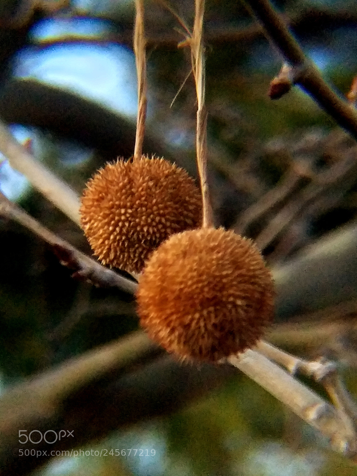 Samsung Galaxy S7 sample photo. Natures ornaments photography