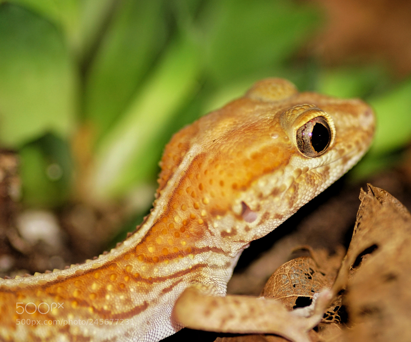 Sony a6300 sample photo. Paroedura picta striped xantic photography