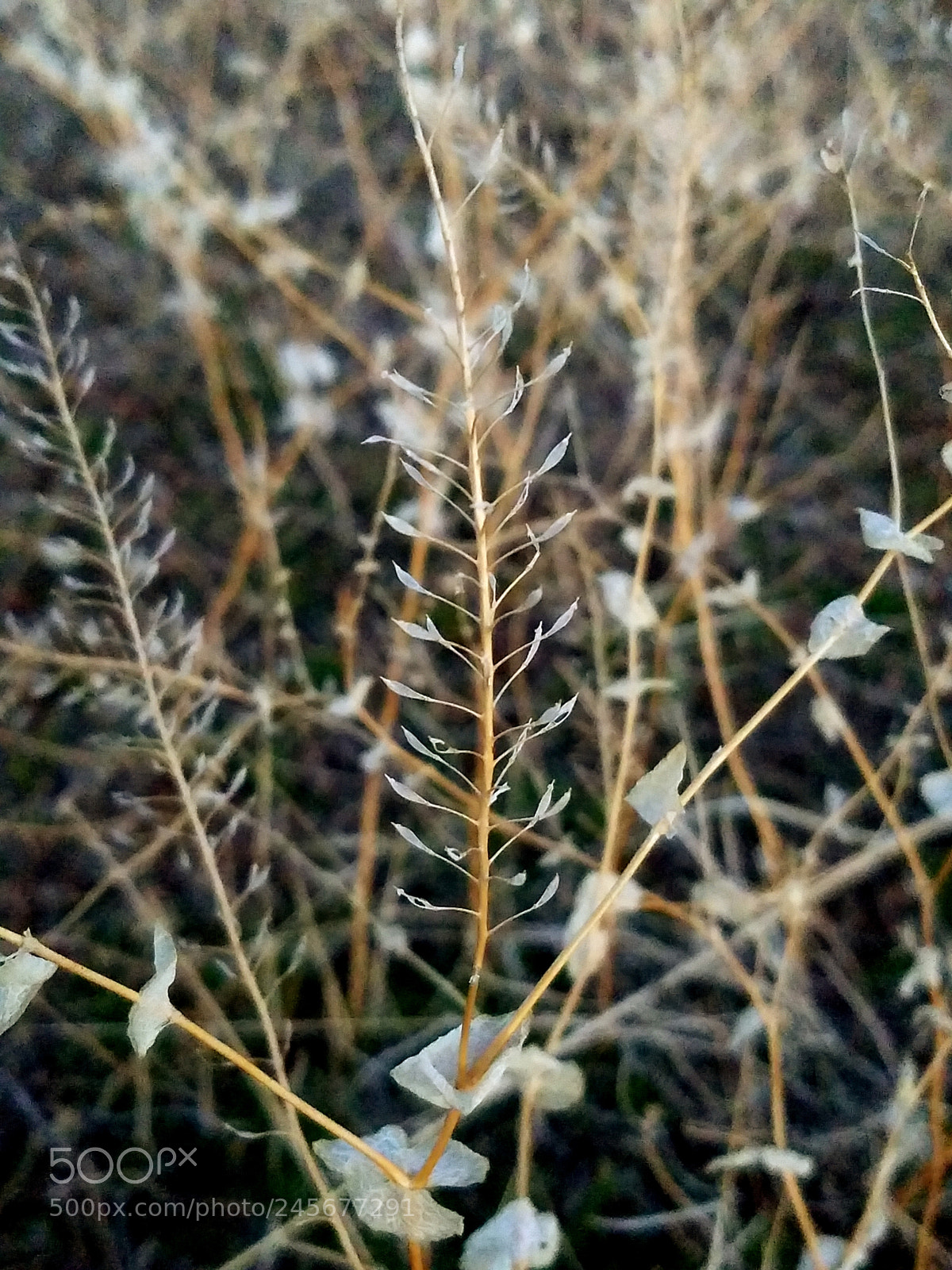 Samsung Galaxy S7 sample photo. Untitled photography