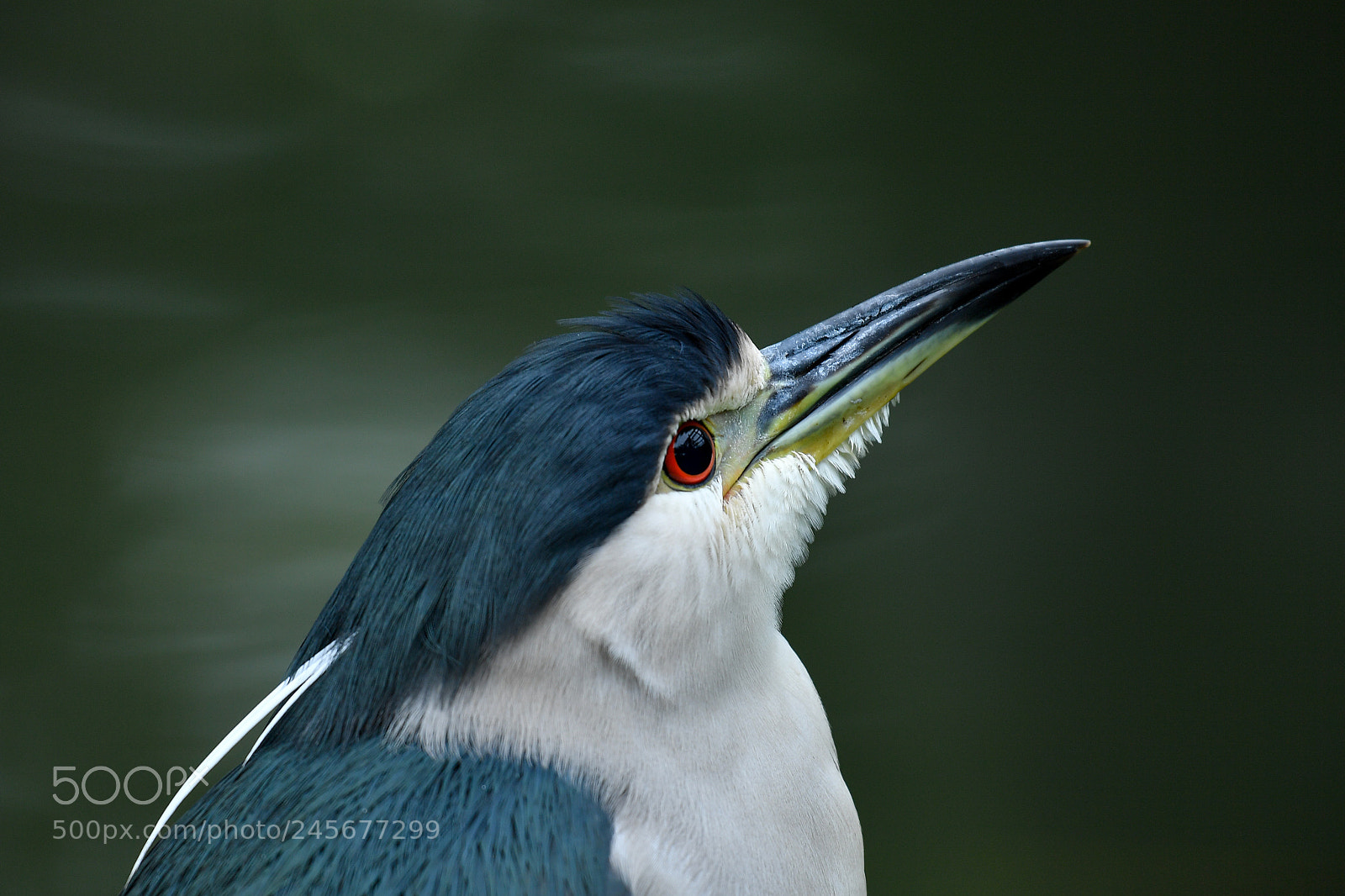 Nikon D5 sample photo. Night heron photography