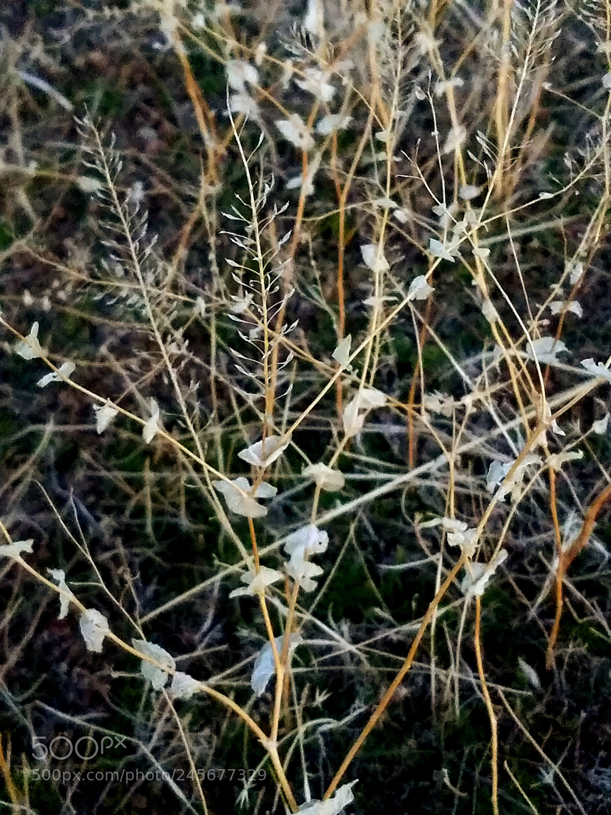 Samsung Galaxy S7 sample photo. Untitled photography