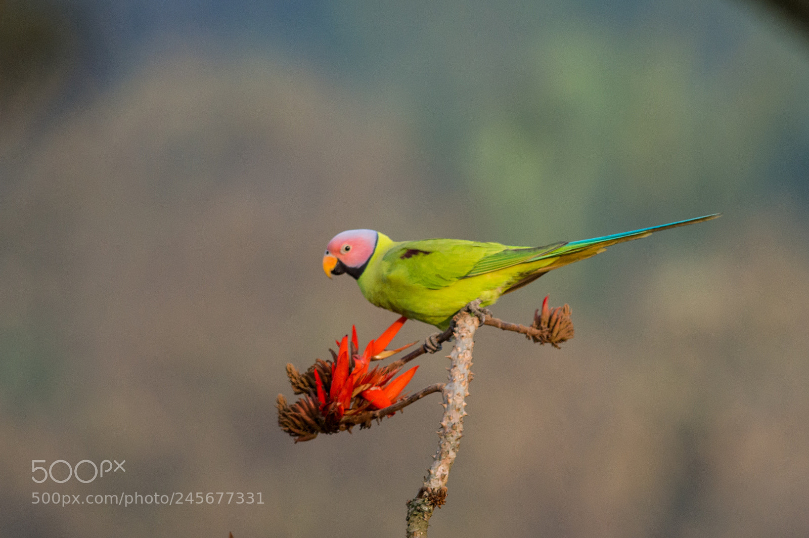 Nikon D3200 sample photo. Blossom-headed parakeet photography