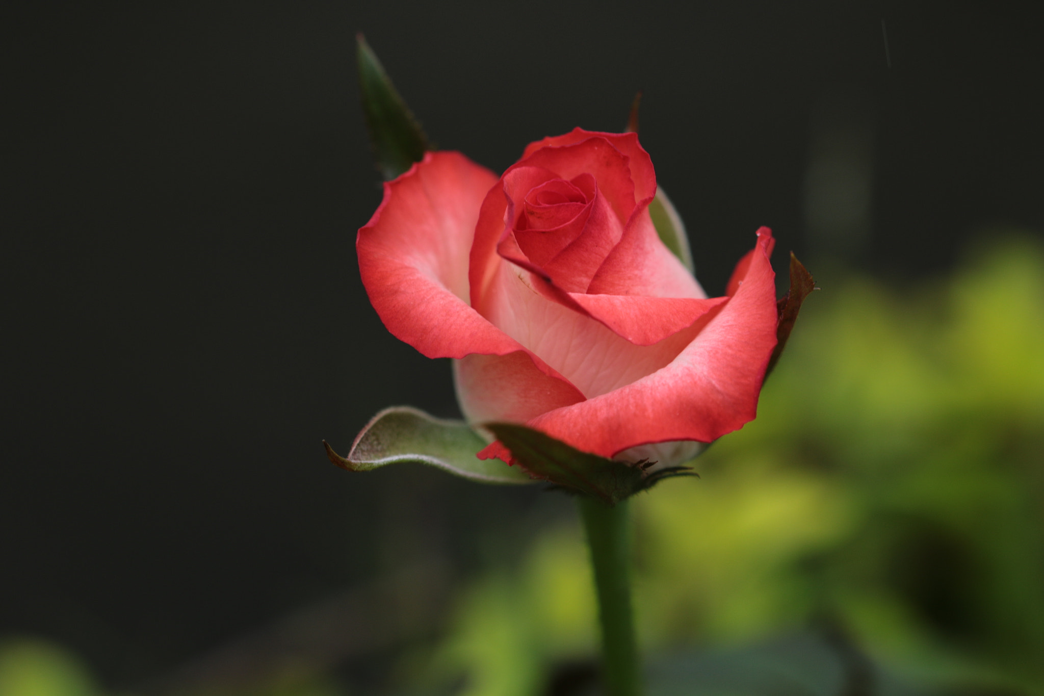 Canon EOS 70D + Canon EF 22-55mm f/4-5.6 USM sample photo. Red roses photography