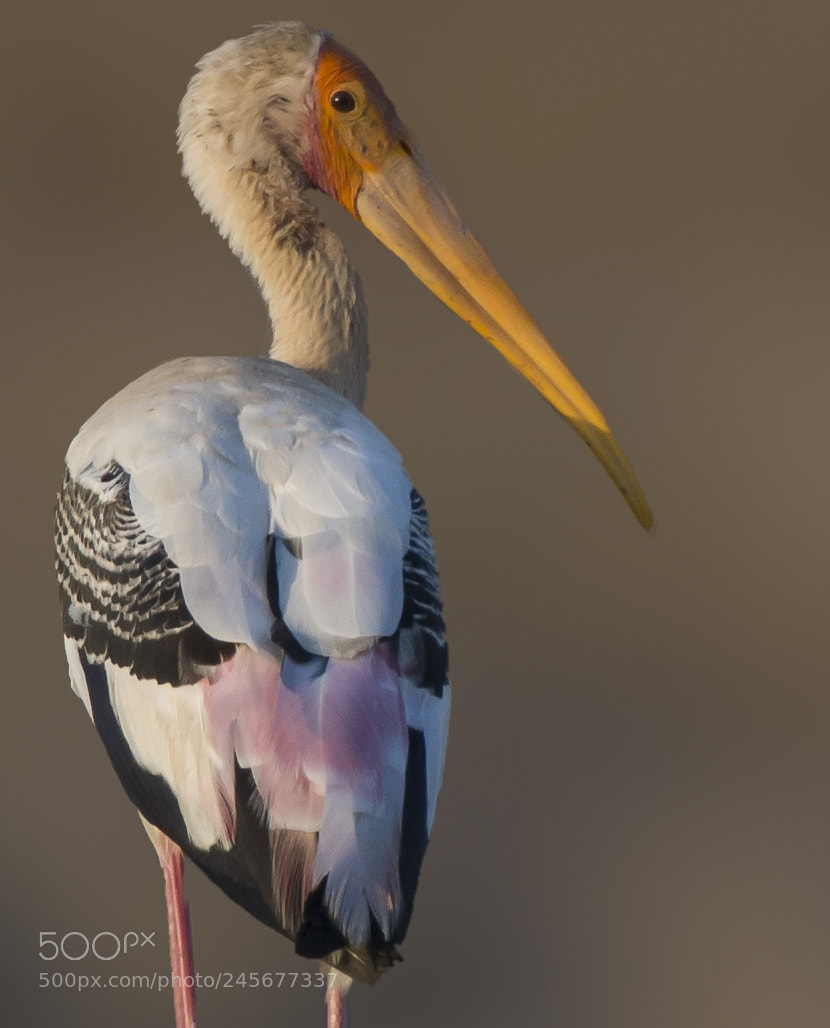 Nikon D500 sample photo. Painted stork photography