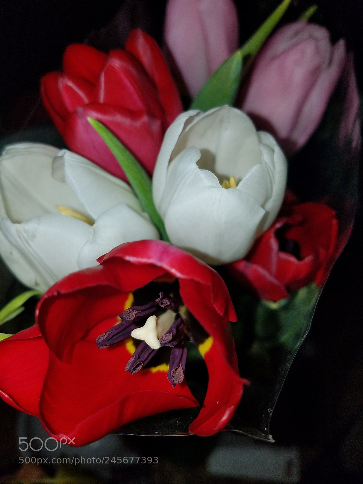 Samsung Galaxy S7 sample photo. Tulips photography