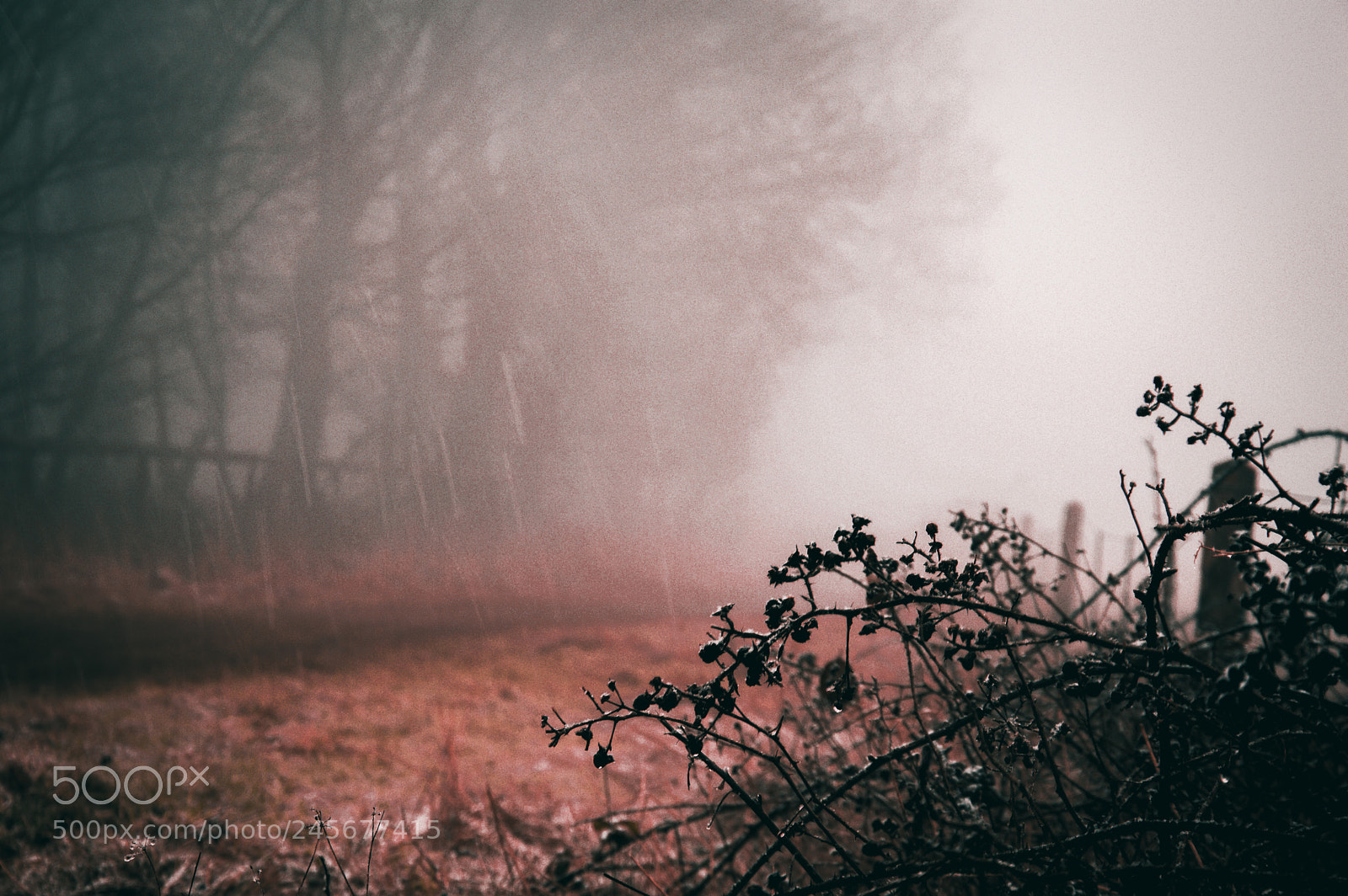 Nikon D3200 sample photo. Midwinter day photography