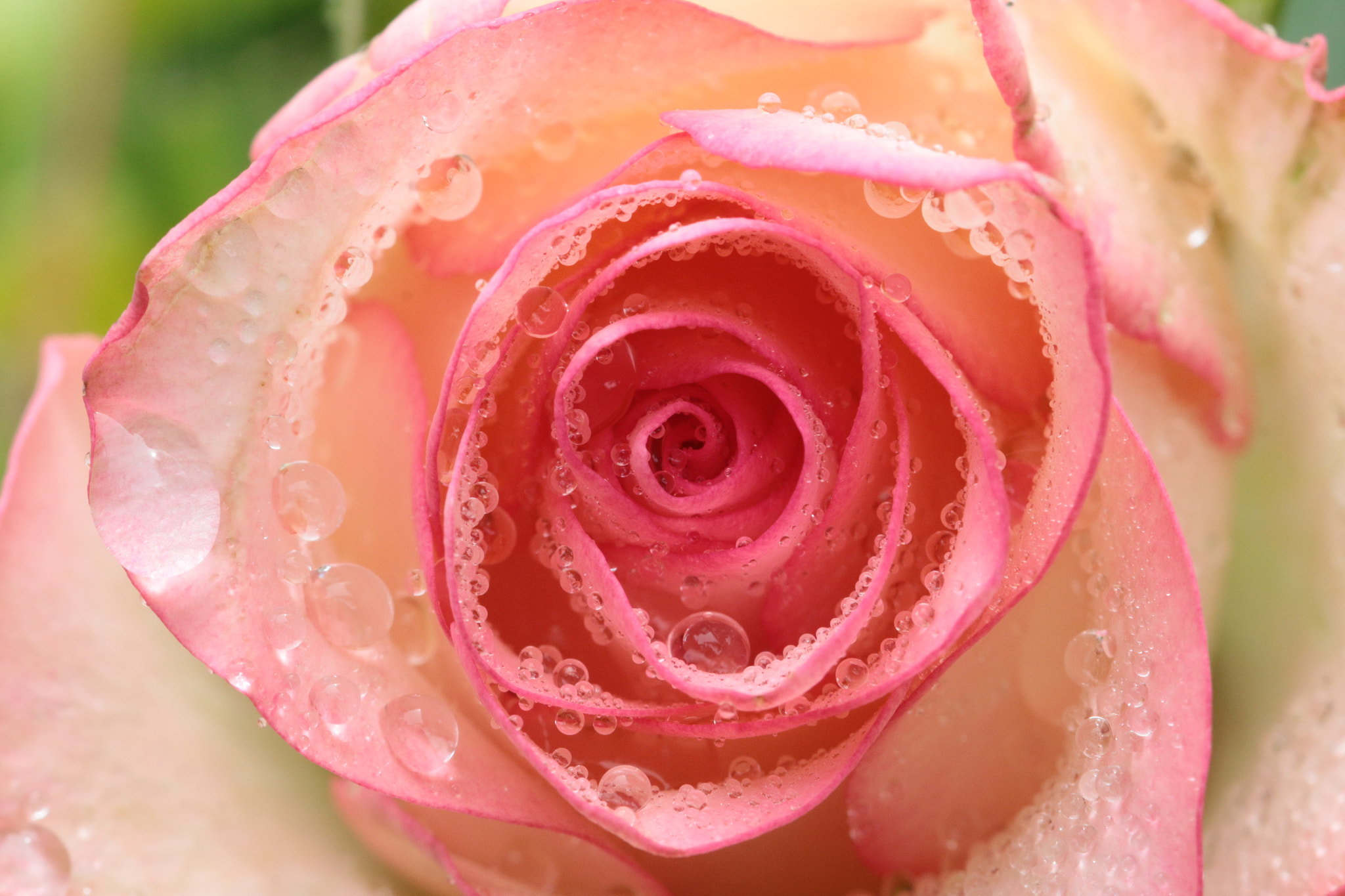 Canon EOS 70D + Canon EF 22-55mm f/4-5.6 USM sample photo. Pink rose with rain drops photography