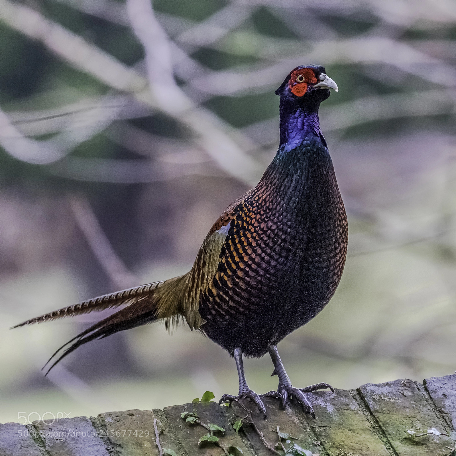 Canon EOS 7D Mark II sample photo. Common pheasant photography