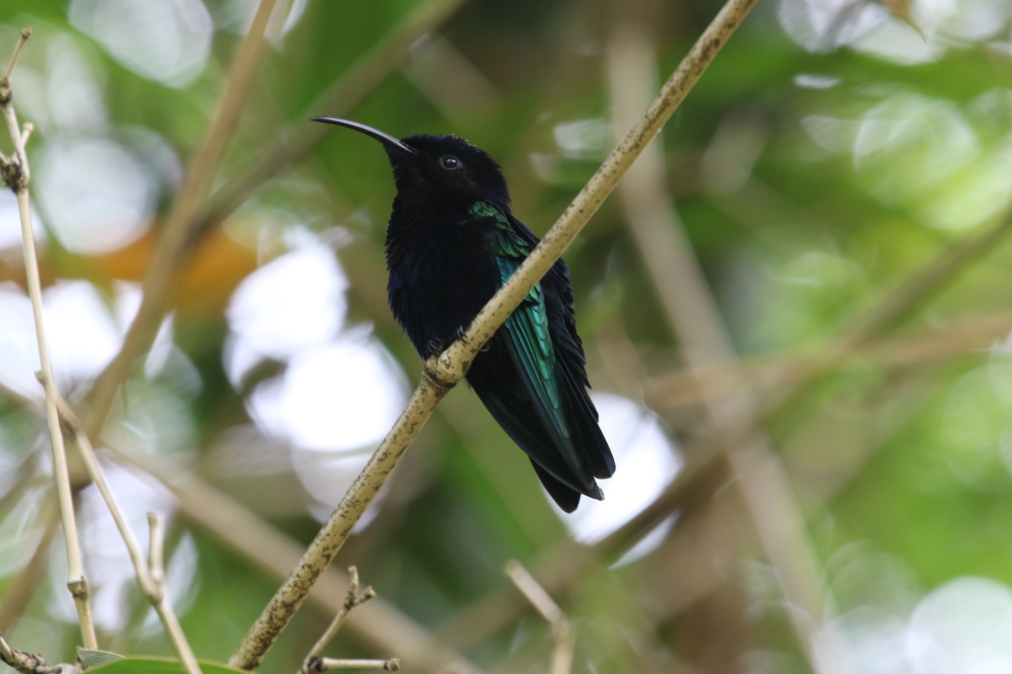 Canon EF 100-400mm F4.5-5.6L IS USM sample photo. Hummingbird photography