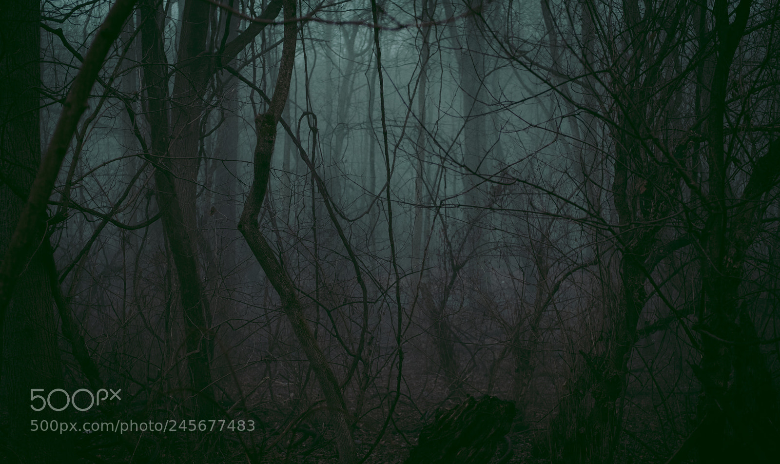 Fujifilm X-Pro2 sample photo. Moody forest photography