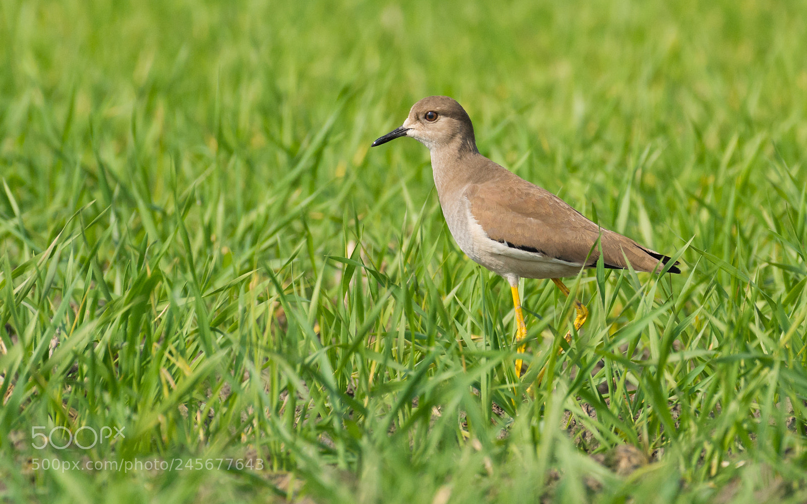 Nikon D5200 sample photo. White tailed lapwing photography
