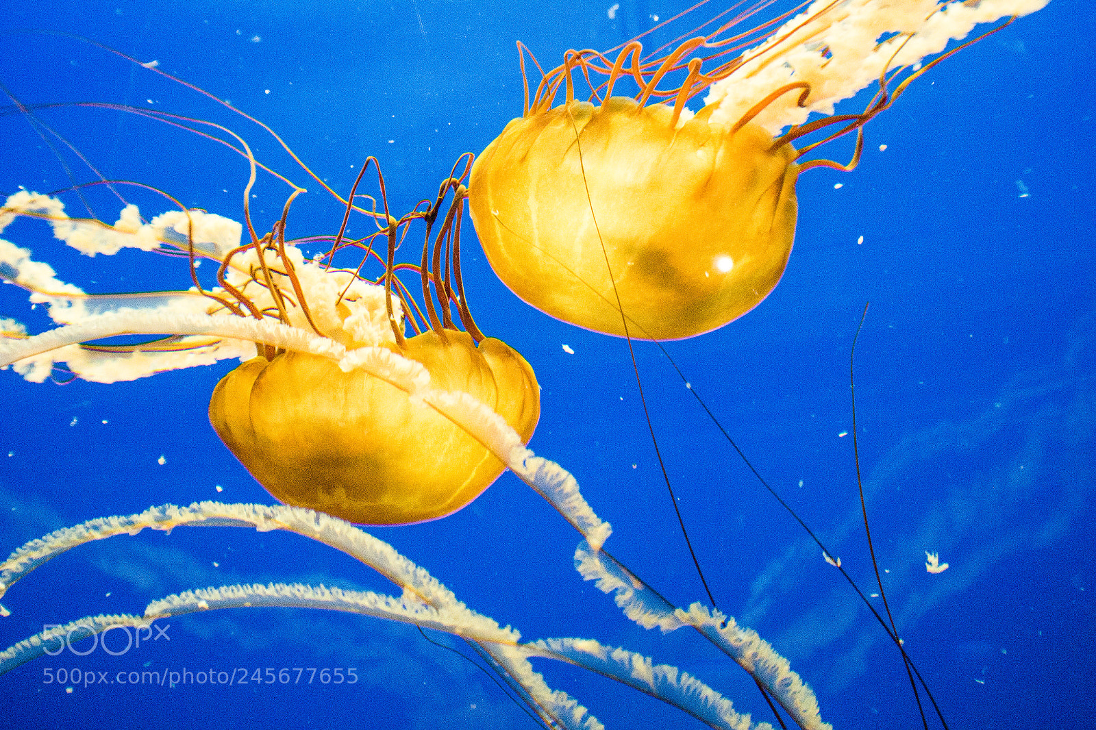 Canon EOS 100D (EOS Rebel SL1 / EOS Kiss X7) sample photo. Lion's mane jelly photography
