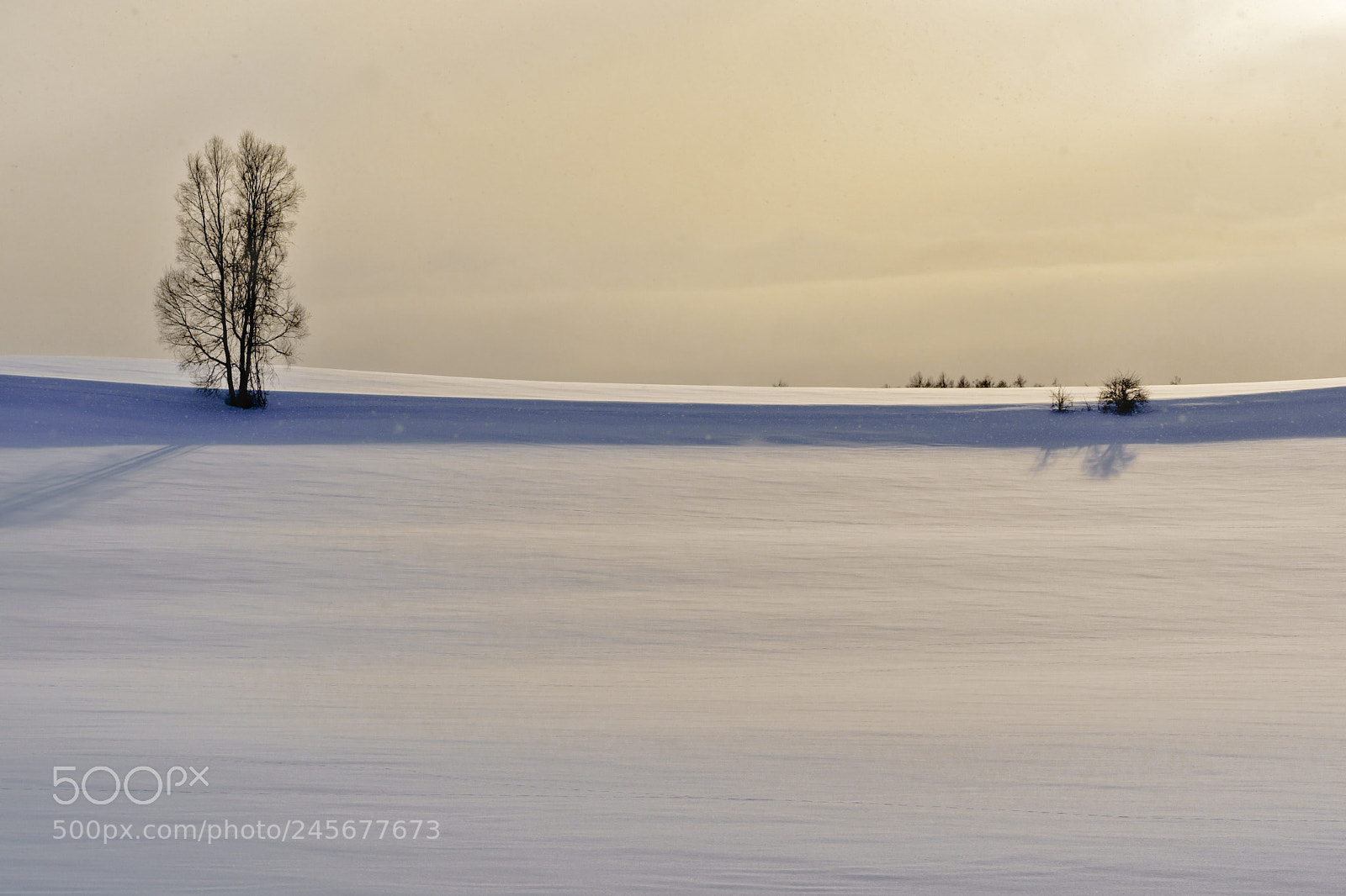 Sony a9 sample photo. 暮光の雪原  snowy field at dusk photography