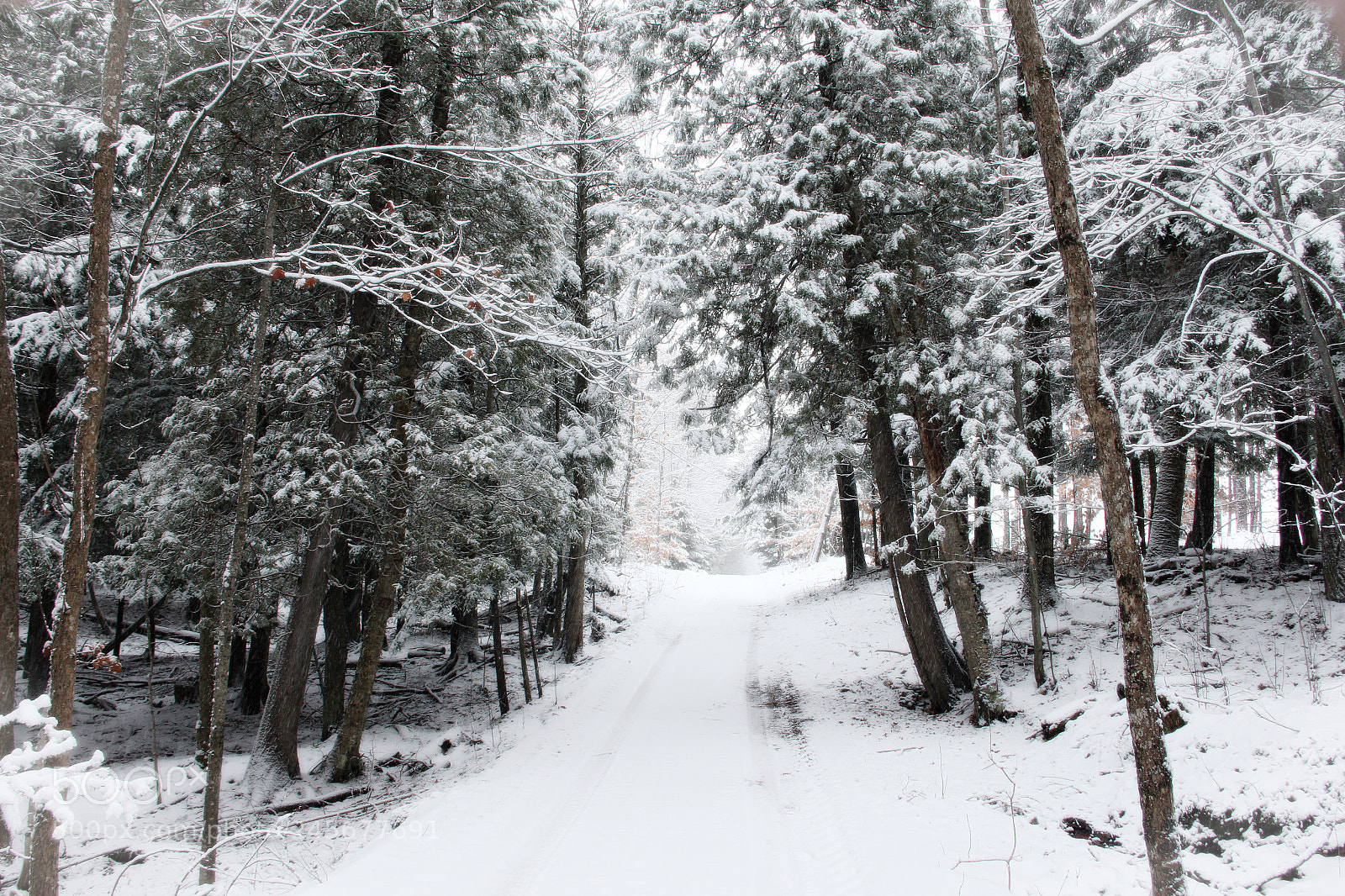 Canon EOS 60D sample photo. Walking home photography