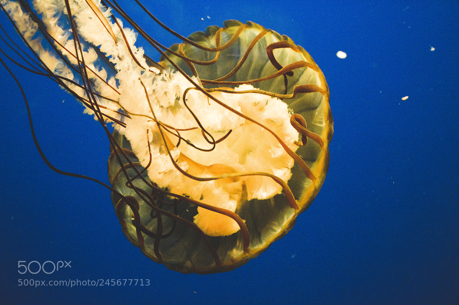 Canon EOS 100D (EOS Rebel SL1 / EOS Kiss X7) sample photo. Lion's mane jelly photography