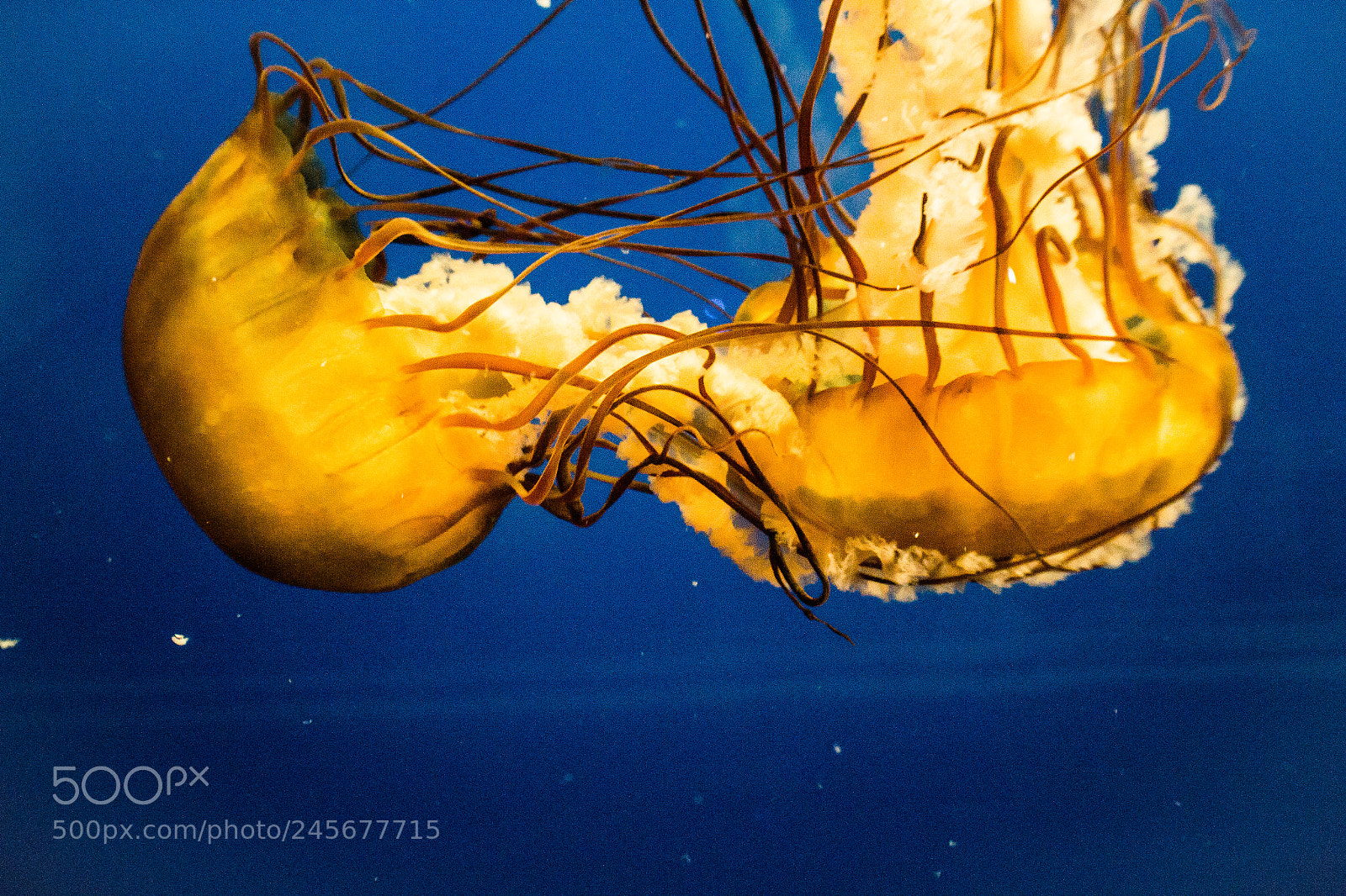 Canon EOS 100D (EOS Rebel SL1 / EOS Kiss X7) sample photo. Lion's mane jelly photography