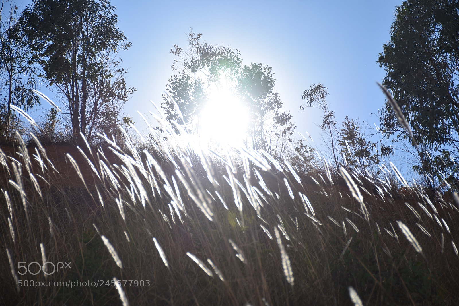 Nikon D7200 sample photo. 云南大学 photography