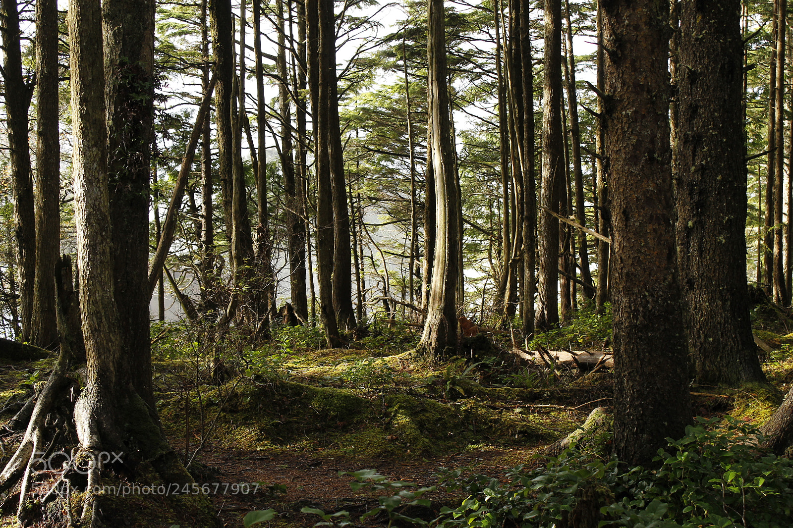 Canon EOS 1100D (EOS Rebel T3 / EOS Kiss X50) sample photo. Green forest photography