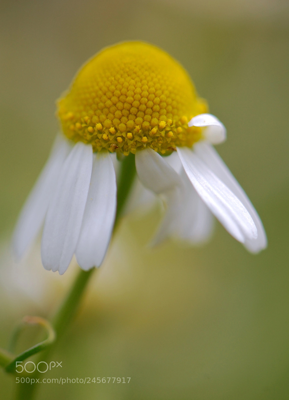 Nikon D40 sample photo. Sweet chamomile photography
