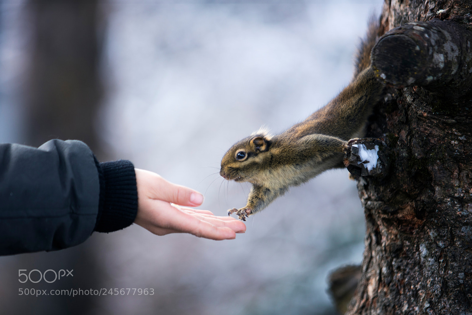 Canon EOS 5DS R sample photo. Trust photography