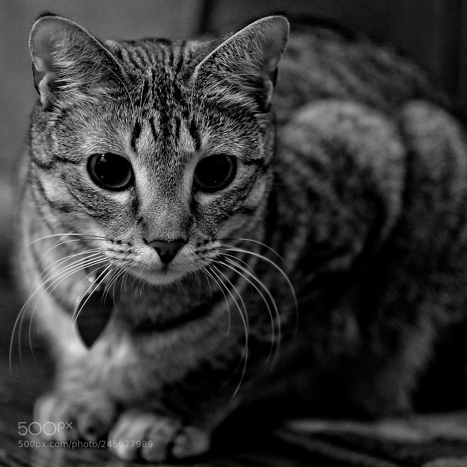 Fujifilm X-Pro2 sample photo. Ruby begonia photography